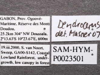 Dendrocerus_sp_labels