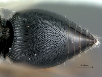 Dendrocerus_sp_metasoma_dorsal