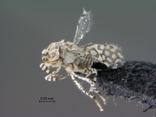 Marietta_species_SAM-HYM-P043110_habitus_lateral