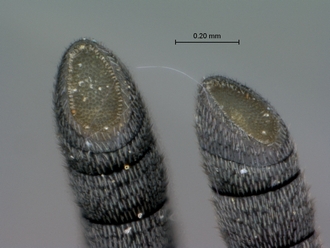 Brachymeria_femorata_SAM-HYM-P043461_antennal_tips