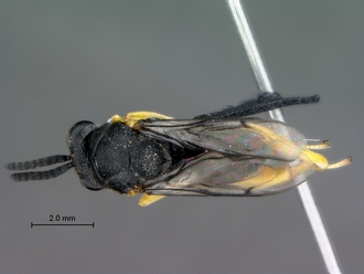 Brachymeria_femorata_SAM-HYM-P043461_habitus_dorsal