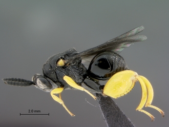 Brachymeria_femorata_SAM-HYM-P043461_habitus_lateral