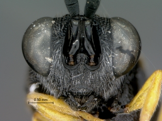 Brachymeria_femorata_SAM-HYM-P043461_head_frontal