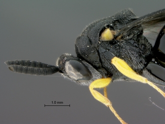Brachymeria_femorata_SAM-HYM-P043461_head_mesosoma_lateral