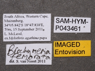 Brachymeria_femorata_SAM-HYM-P043461_labels