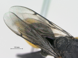 Brachymeria_femorata_SAM-HYM-P043461_wings