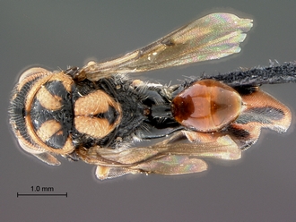 Conura_species_SAM-HYM-P043086_habitus_dorsal_330.jpg