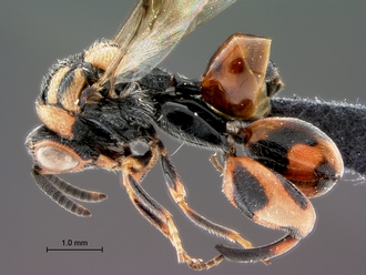 Conura_species_SAM-HYM-P043086_habitus_lateral_330.jpg