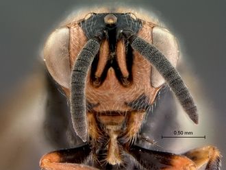 Conura_species_SAM-HYM-P043086_head_frontal_330.jpg