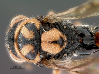 Conura_species_SAM-HYM-P043086_head_mesosoma_dorsal_330.jpg