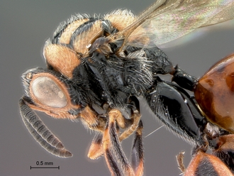 Conura_species_SAM-HYM-P043086_head_mesosoma_lateral_330.jpg