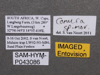 Conura_species_SAM-HYM-P043086_labels_330.jpg