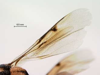 Conura_species_SAM-HYM-P043086_wings_330.jpg