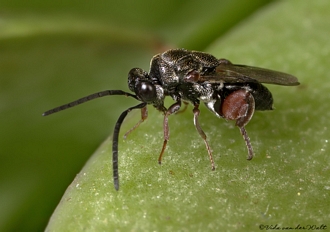 Antrocephalus_Vida_van_der_Walt_IMG_7463