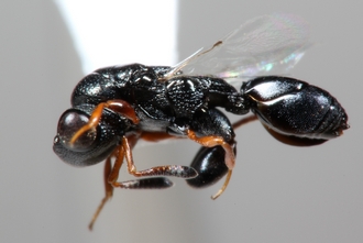 Steninvreia_sp_Kasaala_6m_Malaise_28NOV_4DEC2013_Copeland_6643
