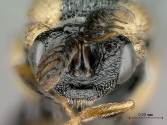 Aperilampus_sp_head_frontal