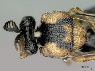 Aperilampus_sp_head_mesosoma_dorsal