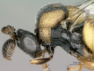Aperilampus_sp_head_mesosoma_lateral