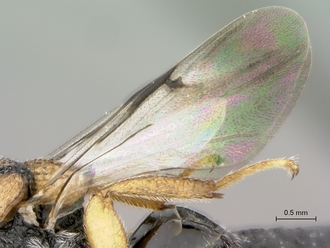 Aperilampus_sp_wings