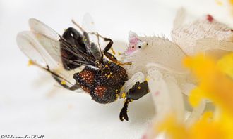 Perilampidae_Aperilampus_species_Vida_van_der_Walt_Polokwane
