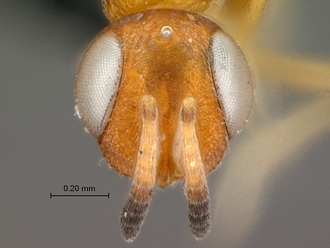 Cerodipara_sabensis_female_head_frontal