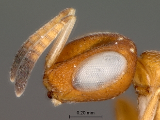 Cerodipara_sabensis_female_head_lateral