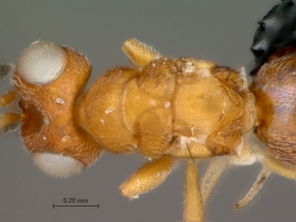 Cerodipara_sabensis_female_head_mesosoma_dorsal
