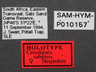 Cerodipara_sabensis_female_labels