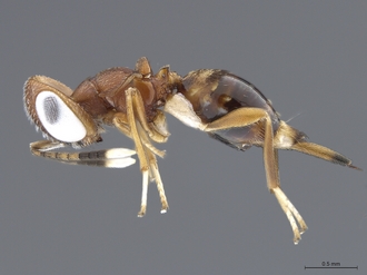 Pyramidophoriella_albiclava_SAM-HYM-P048049_habitus_lateral
