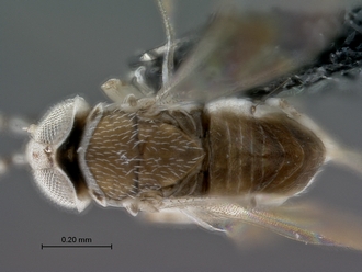 images/Encyrtidae_2_SAM-HYM-P042219_body_dorsal_330.jpg