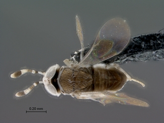 images/Encyrtidae_2_SAM-HYM-P042219_habitus_dorsal_330.jpg