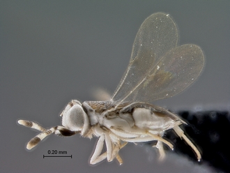 images/Encyrtidae_2_SAM-HYM-P042219_habitus_lateral_330.jpg