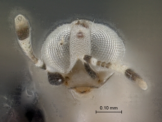 images/Encyrtidae_2_SAM-HYM-P042219_head_antenna_frontal_330.jpg