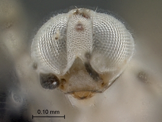 images/Encyrtidae_2_SAM-HYM-P042219_head_frontal_330.jpg