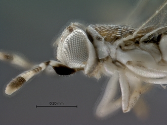 images/Encyrtidae_2_SAM-HYM-P042219_head_mesosoma_lateral_330.jpg