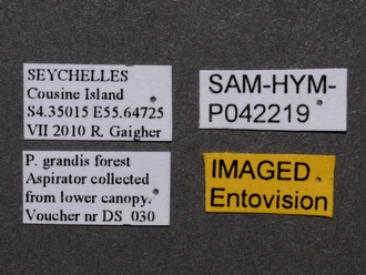 images/Encyrtidae_2_SAM-HYM-P042219_labels_330.jpg