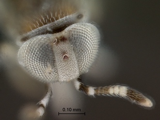 images/Encyrtidae_2_SAM-HYM-P042219_vertex_antenna_330.jpg