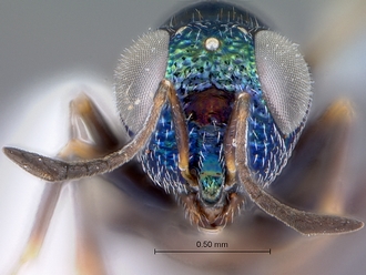 Paratetracnemoidea_head_frontal