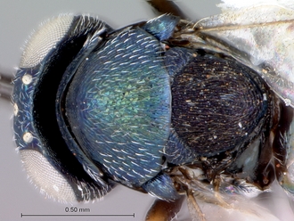 Paratetracnemoidea_head_mesosoma_dorsal