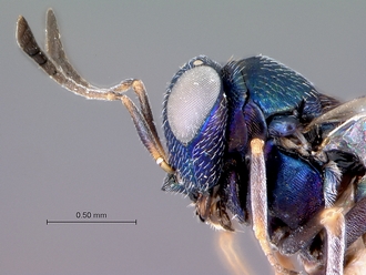 Paratetracnemoidea_head_mesosoma_lateral