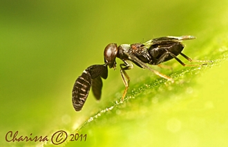 Cryptanusia_aureiscutellum_Charissa_de_Lange
