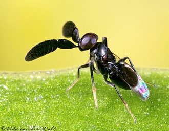 Cryptanusia_aureiscutellum_copyright_Vida_van_der_Walt