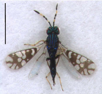 Astichus_gracilis