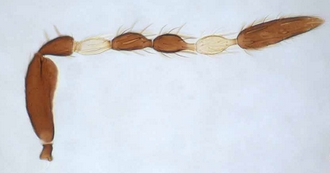Astichus_gracilis_female_antenna