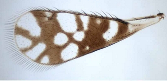 Astichus_gracilis_forewing