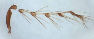 Astichus_gracilis_male_antenna