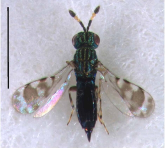 Astichus_micans