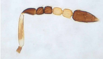 Astichus_micans_female_antenna