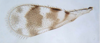 Astichus_micans_forewing