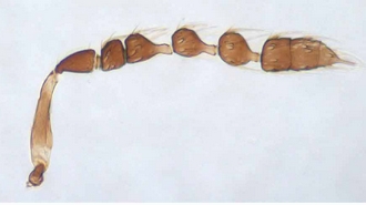 Astichus_micans_male_antenna